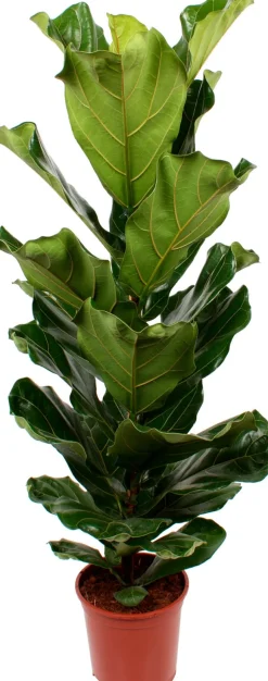 Geigenfeige (Ficus lyrata) D 21 H 100 cm