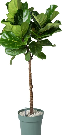 Geigenfeige Stämmchen (Ficus lyrata) D 27 H 140 cm