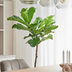 Geigenfeige Stämmchen (Ficus lyrata) D 27 H 140 cm