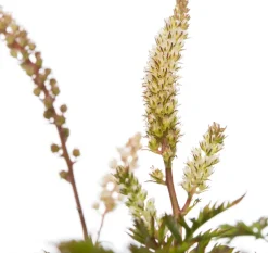 Geissbart (Aruncus aethusifolius) D 11 H 10 cm