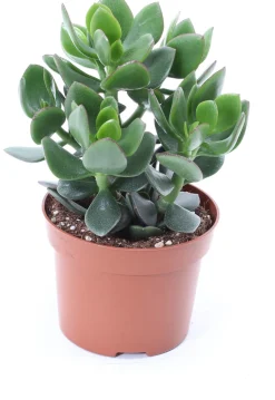 Geldbaum (Crassula ovata 'Hulk') D 12 H 18 cm