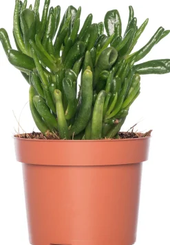 Geldbaum (Crassula ovata 'Hobbit') D 12 H 20 cm