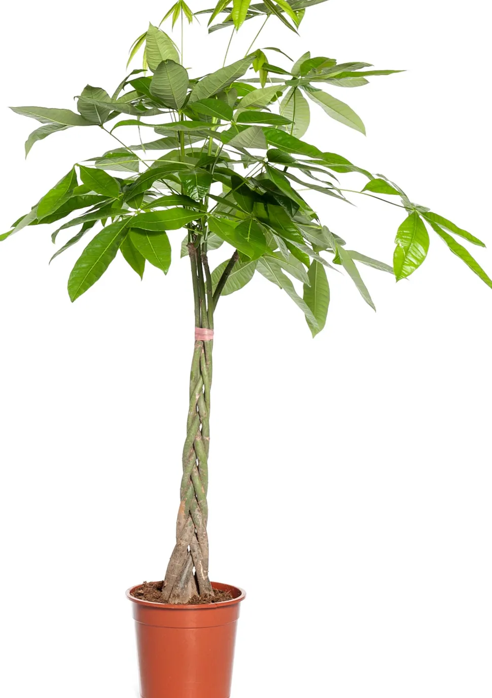 Geldbaum (Pachira aquatica) D 21 H 100 cm