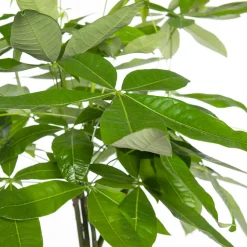 Geldbaum (Pachira aquatica) D 21 H 100 cm