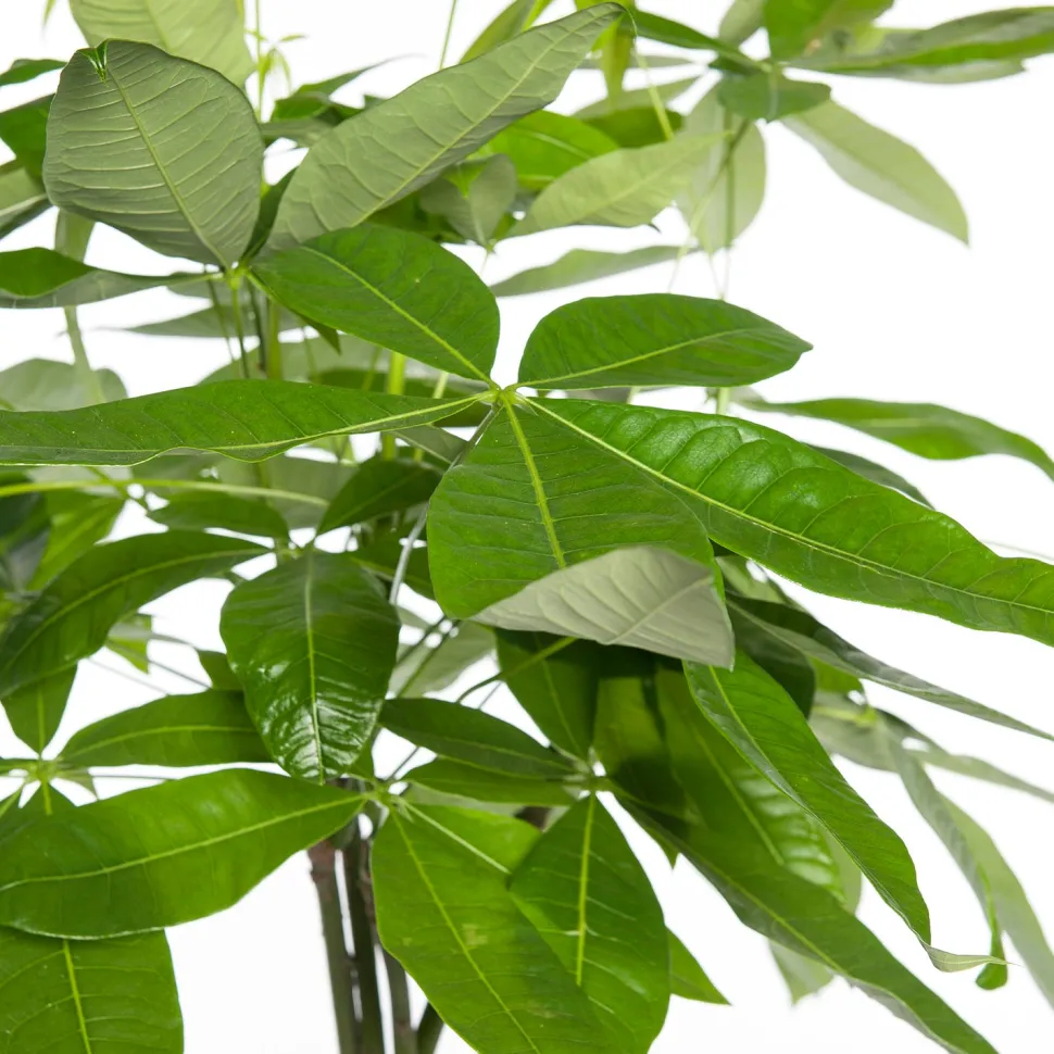 Geldbaum (Pachira aquatica) D 21 H 100 cm