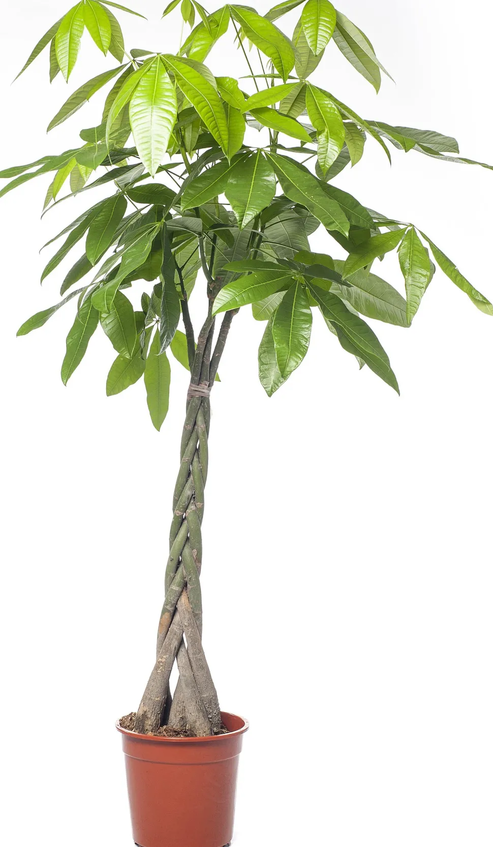 Geldbaum (Pachira aquatica) D 27 H 150 cm