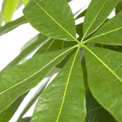 Geldbaum (Pachira aquatica) D 27 H 150 cm