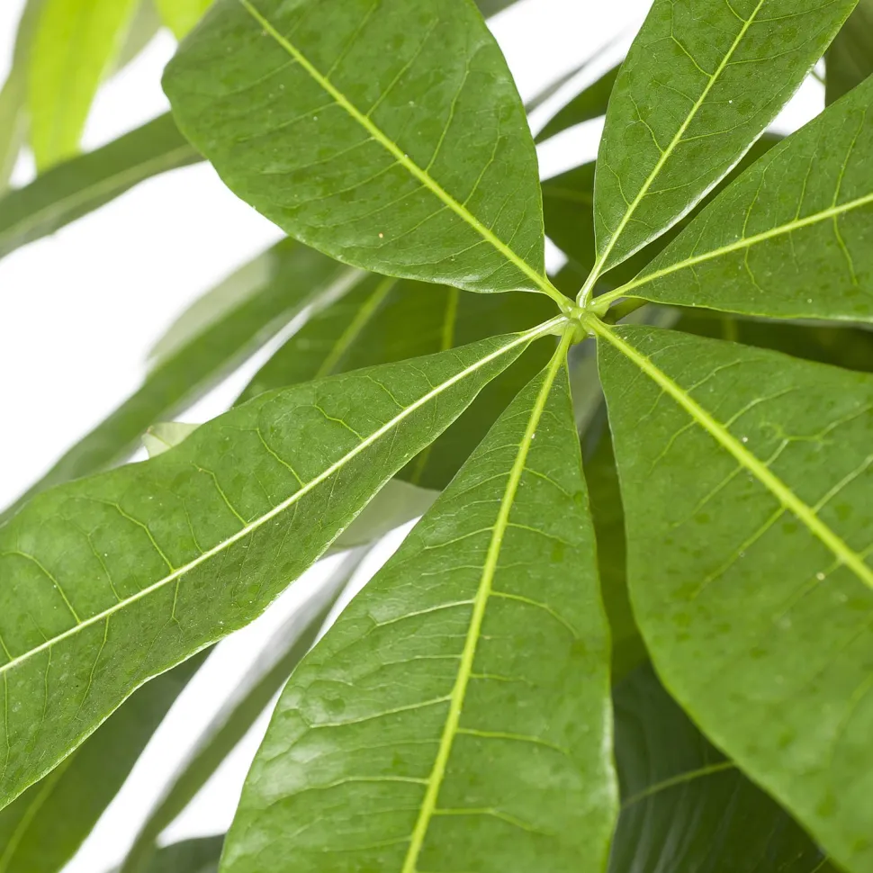 Geldbaum (Pachira aquatica) D 27 H 150 cm