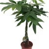 Geldbaum (Pachira aquatica) D 19 H 90 cm