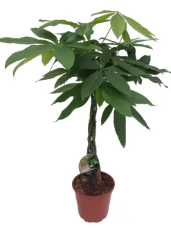 Geldbaum (Pachira aquatica) D 19 H 90 cm