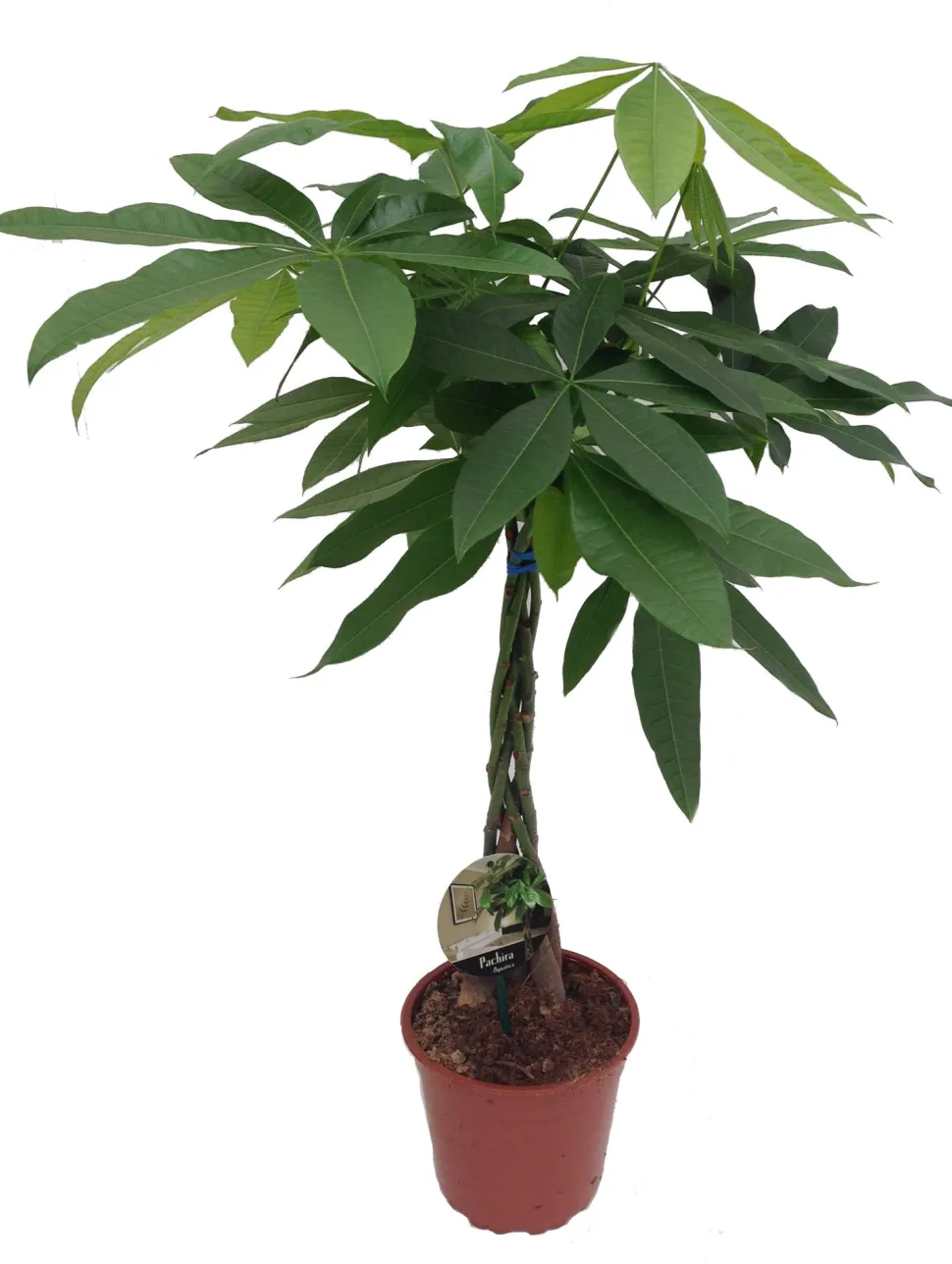 Geldbaum (Pachira aquatica) D 19 H 90 cm
