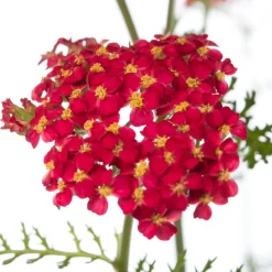 Gewöhnliche Schafgarbe (Achillea millefolium 'Paprika') D 11 H 10 cm