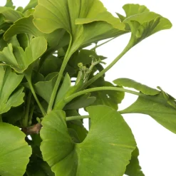 Ginkgo (Ginkgo biloba) D 27 H 90 cm