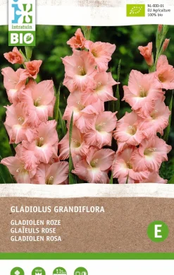Gladiole (Gladiolus grandiflora) (BIO) Blumenzwiebeln rosa 6 St.