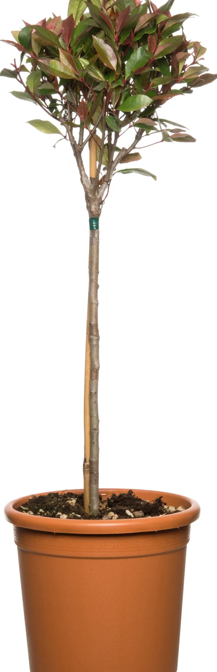Glanzmispel Hochstamm (Photinia Fraseri Carre Rouge) D 27 cm