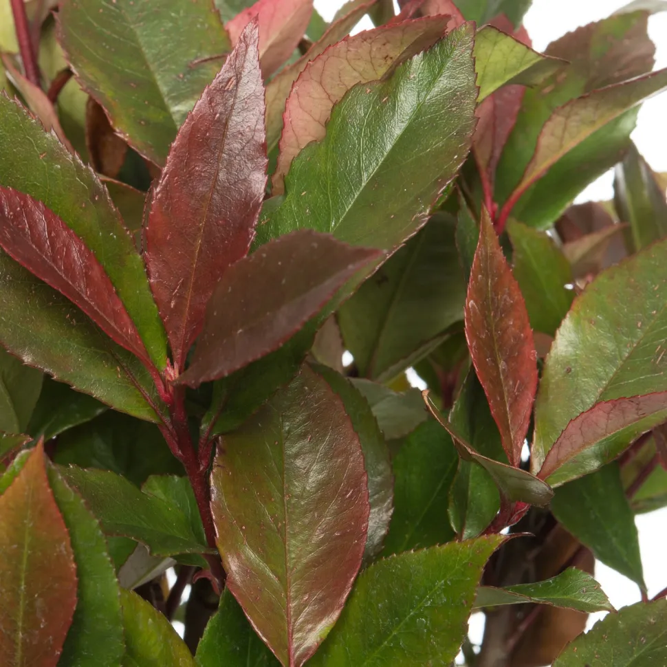 Glanzmispel Hochstamm (Photinia Fraseri Carre Rouge) D 27 cm