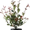 Glanzmispel (Photinia fraseri 'Carre Rouge') D 23 H 60 cm