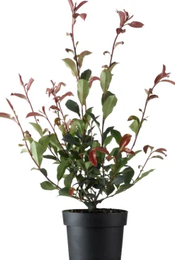 Glanzmispel (Photinia fraseri 'Carre Rouge') D 23 H 60 cm