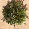 Glanzmispel  (Photinia fraseri 'Red Robin')