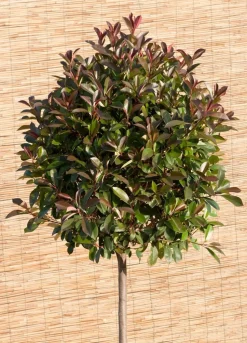 Glanzmispel  (Photinia fraseri 'Red Robin')