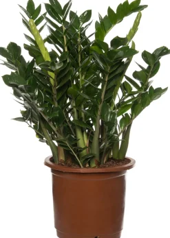 Glücksfeder (Zamioculcas zamiifolia) D 35 cm H 90 cm