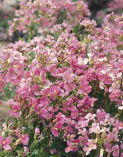 Gänsekresse (Arabis caucasica 'Pinkie') D 9 H 5 cm