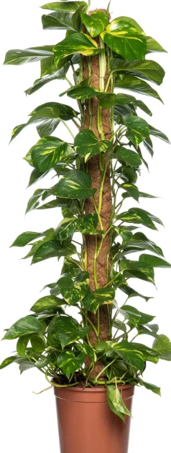 Goldene Efeutute (Epipremnum pinnatum 'Aureum') D 24 H 120 cm