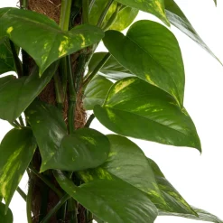 Goldene Efeutute (Epipremnum pinnatum 'Aureum') D 19 cm H 80 cm