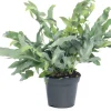 Goldtüpfelfarn (Phlebodium aureum 'Blue Star') D 14 cm H 40 cm