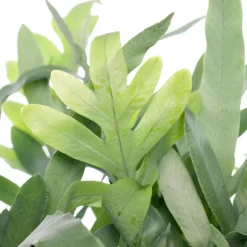 Goldtüpfelfarn (Phlebodium aureum 'Blue Star') D 17 cm H 50 cm