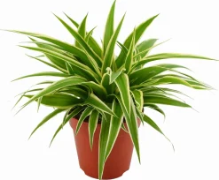 Grünlilie (Chlorophytum comosum 'Ocean') D 12 cm H 15 cm