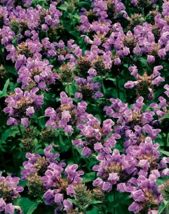Großblütige Braunelle (Prunella Grandiflora) D 9 H 5 cm