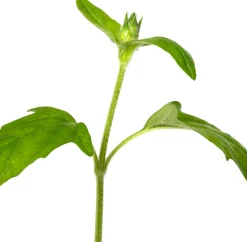 Großblütige Braunelle (Prunella grandiflora 'Alba') D 9 H 15 cm