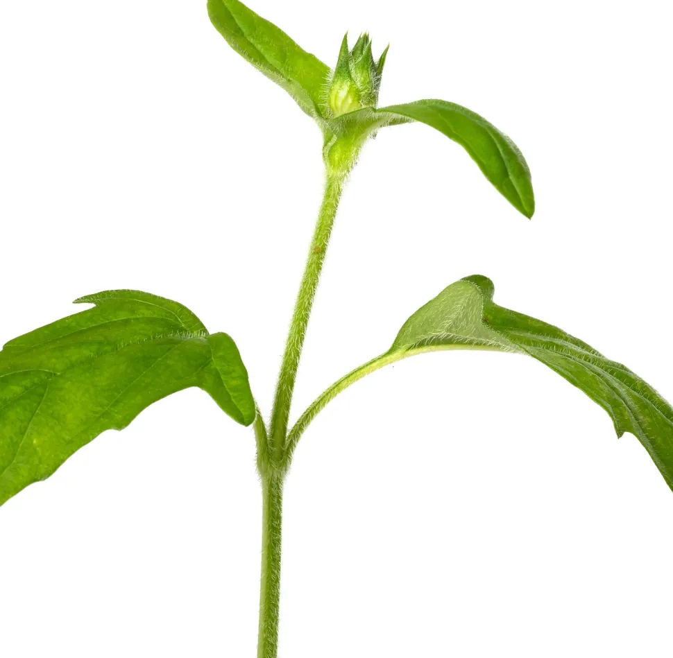 Großblütige Braunelle (Prunella grandiflora 'Alba') D 9 H 15 cm