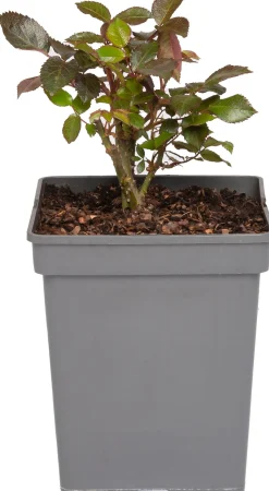 Großblumige Beetrose (Rosa 'Mein München')