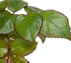 Großblumige Beetrose (Rosa Chippendale)