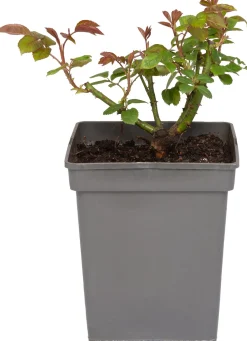 Großblumige Edelrose (Rosa 'Annapurna') D 23 H 25 cm