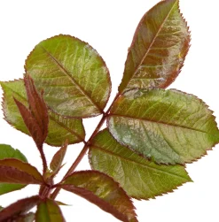 Großblumige Edelrose (Rosa 'Annapurna') D 23 H 25 cm