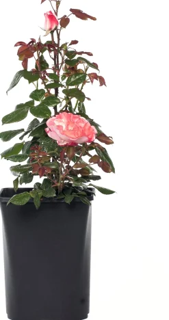 Großblumige Strauchrose (Rosa 'Nostalgie') D 23 cm