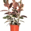 Gummibaum (Ficus elastica 'Belize') D 27 H 90 cm