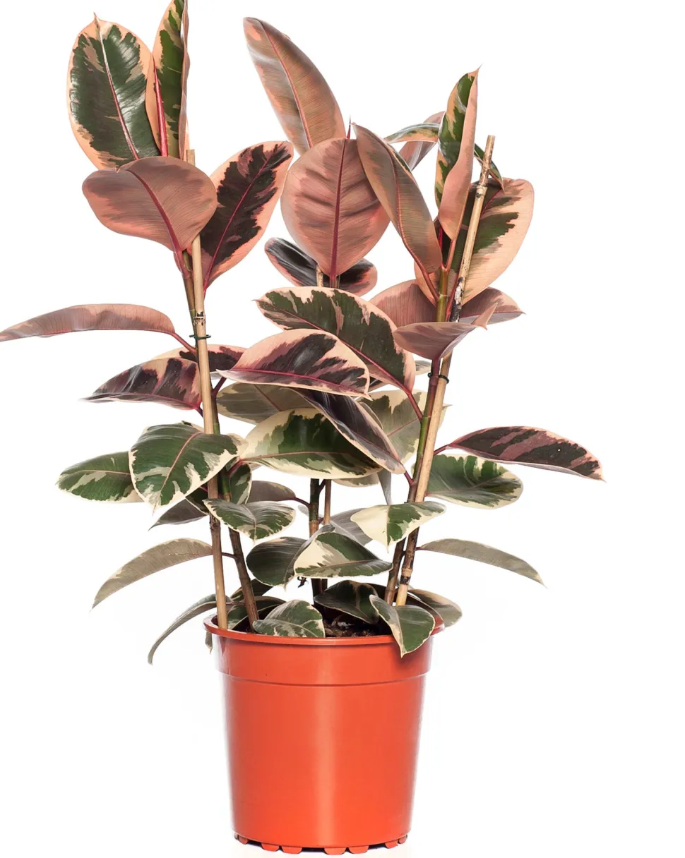 Gummibaum (Ficus elastica 'Belize') D 27 H 90 cm