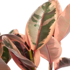 Gummibaum (Ficus elastica 'Belize') D 27 H 90 cm