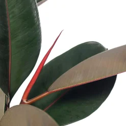 Gummibaum (Ficus elastica 'Abidjan') D 24 H 85 cm