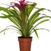 Guzmania (Guzmania 'Deseo Pink') D 12 H 45 cm