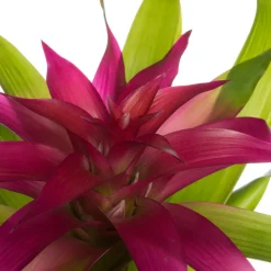Guzmania (Guzmania 'Deseo Pink') D 12 H 45 cm