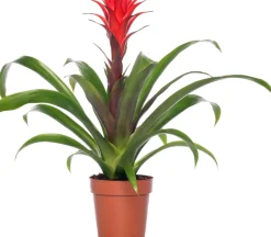 Guzmania (Guzmania 'Hope') D 12 cm H 45 cm