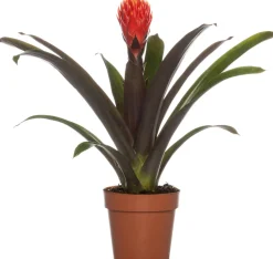 Guzmania (Guzmania 'Tala') D 12 H 45 cm