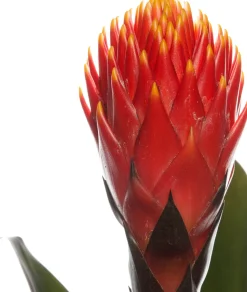 Guzmania (Guzmania 'Tala') D 12 H 45 cm