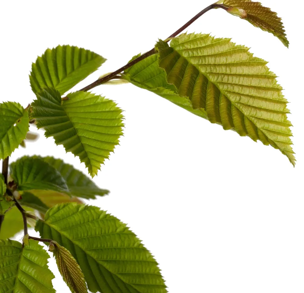 Hainbuche (Carpinus betulus) D 9 H 60 cm