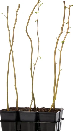 Hainbuche (Carpinus betulus) D 9 H 60 cm